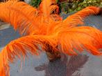 4 struisvogelveren oranje voor decoratie, Ophalen of Verzenden, Zo goed als nieuw, Versiering, Oranje of Koningsdag