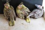 Valkparkietjes, Dieren en Toebehoren, Vogels | Parkieten en Papegaaien, Meerdere dieren, Parkiet, Geringd