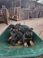 Mooi nestje herder pups, Dieren en Toebehoren, Honden | Herdershonden en Veedrijvers, 8 tot 15 weken, Meerdere, Meerdere dieren