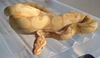 Banana spotnose (Enchi)poss het pied, Dieren en Toebehoren, Reptielen en Amfibieën, Slang, 3 tot 6 jaar