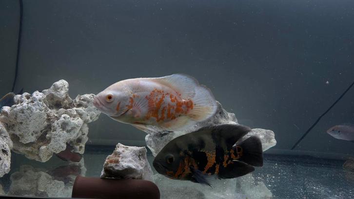 red tiger oscar x etc, Dieren en Toebehoren, Vissen | Aquariumvissen, Vis
