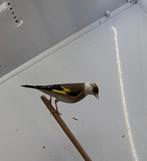 Parva, Dieren en Toebehoren, Vogels | Overige Vogels, Vrouwelijk, Tropenvogel