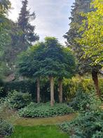 3 bolaccacia's bijna gratis, Tuin en Terras, Planten | Bomen, Ophalen, Volle zon, Bolboom, 250 tot 400 cm