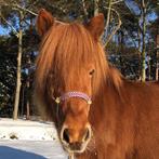 Touwhalster met dubbel neusstuk op maat gemaakt, Dieren en Toebehoren, Paarden en Pony's | Hoofdstellen en Tuigage, Nieuw, Overige soorten