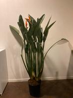 Strelitzia reginae- Paradijsvogelplant, Ophalen, 100 tot 150 cm, Overige soorten, Halfschaduw