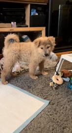 Fluffy fur Puppy mix met alle toebehoren, Dieren en Toebehoren, Particulier, Rabiës (hondsdolheid), 15 weken tot 1 jaar, Buitenland