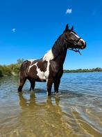 Mega brave ruin, Dieren en Toebehoren, Paarden, Minder dan 160 cm, Gechipt, Ruin, 0 tot 2 jaar