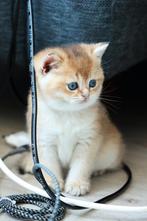 British shorthair golden shaded, Dieren en Toebehoren, Katten en Kittens | Raskatten | Korthaar, Ontwormd