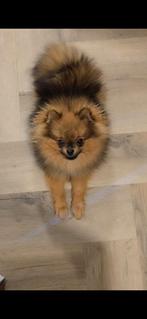 Pomeriaan, Dieren en Toebehoren, Honden | Poolhonden, Keeshonden en Oertypen, Keeshond, 15 weken tot 1 jaar, Reu, CDV (hondenziekte)