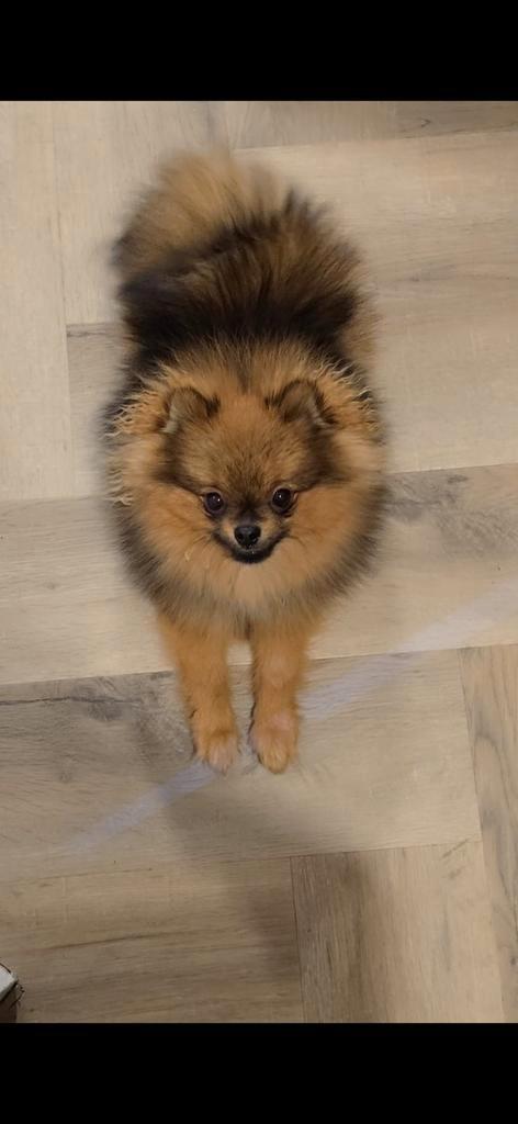 Pomeriaan, Dieren en Toebehoren, Honden | Poolhonden, Keeshonden en Oertypen, Reu, Keeshond, Particulier, Eén hond, Nederland