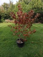 Sierboom: Amberboom, Tuin en Terras, Ophalen, In pot, Overige soorten, 100 tot 250 cm
