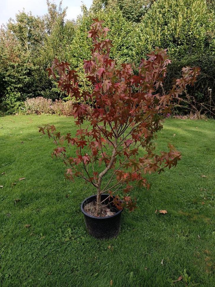 Sierboom: Amberboom, Tuin en Terras, Planten | Bomen, Overige soorten, 100 tot 250 cm, In pot, Ophalen