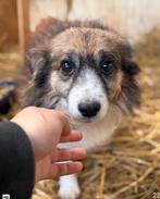 Tommy zoekt baasje, Dieren en Toebehoren, Honden | Niet-rashonden, 6 jaar of ouder, Particulier, Rabiës (hondsdolheid), Reu