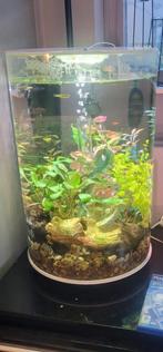 Aquarium, Dieren en Toebehoren, Ophalen, Leeg aquarium