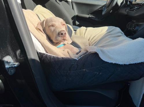 Puppy autostoel, Dieren en Toebehoren, Honden-accessoires, Zo goed als nieuw, Ophalen of Verzenden