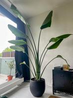 Strelitzia Nicolai 250 cm hoog (inclusief pot), Huis en Inrichting, Kamerplanten, Ophalen, 200 cm of meer, Palm, In pot