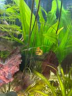 Gekuifde dwergcichlide, Dieren en Toebehoren, Vissen | Aquariumvissen, Vis, Zoetwatervis