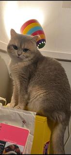 Britse korthaar dekkater, Blue golden shaded, Met stamboom., Dieren en Toebehoren