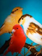 Gevraagt kanaries bastaarden, Dieren en Toebehoren, Vogels | Kanaries, Meerdere dieren, Bastaard