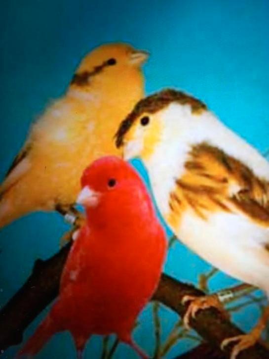 Gevraagt kanaries bastaarden, Dieren en Toebehoren, Vogels | Kanaries, Bastaard, Meerdere dieren