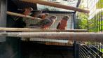 3 jonge opaline Bourkes geringd, Meerdere dieren, Tropenvogel, Geringd