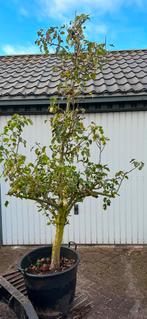 oude perenbomen “conference” 30 cm stamomtrek €110,- p stuk, Tuin en Terras, Planten | Bomen, Ophalen, Bloeit niet, Halfschaduw