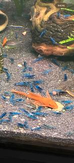 Diverse borstelneuzen te koop (vrouwtjes), Dieren en Toebehoren, Vissen | Aquariumvissen, Vis