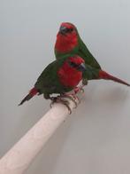 6-6 Roodkop papagaai amadines, Dieren en Toebehoren, Meerdere dieren, Tropenvogel, Geringd