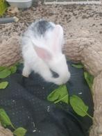 Mix van vlaamsereus en een normaal konijntje baby konijntjes, Geslacht onbekend, Groot, 0 tot 2 jaar