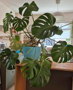 Grote Monstera plant incl. pot, Ophalen, Overige soorten, Halfschaduw, In pot