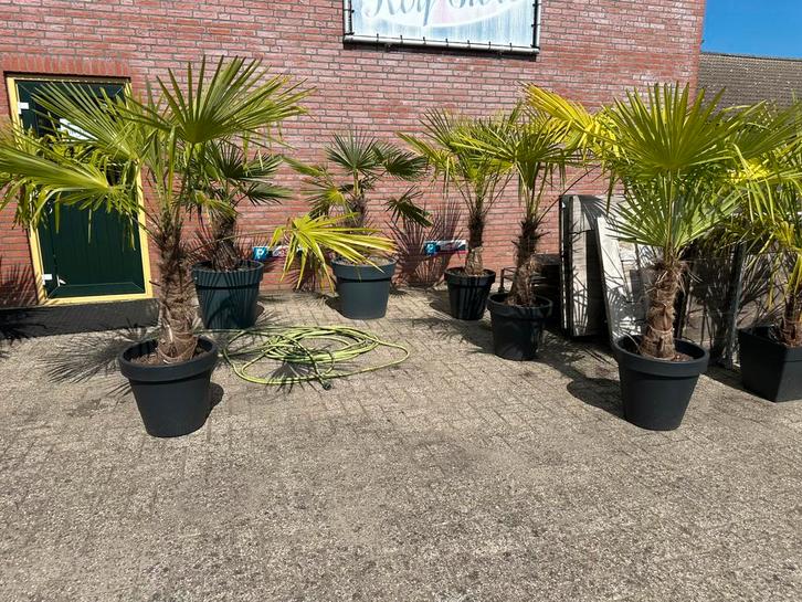 LAATSTE mooie palmen in luxe pot   nu 100,- per stuk, Tuin en Terras, Planten | Bomen, Palmboom, 100 tot 250 cm, Volle zon, Bloeit niet