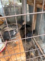 Jonge krielkippen, Dieren en Toebehoren, Pluimvee, Vrouwelijk, Kip