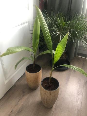 Twee stuks Washingtonia Robusta in pot (zonder gat) beschikbaar voor biedingen
