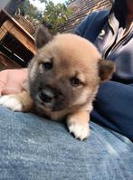 Shiba Inu pups beschikbaar, Overige rassen, CDV (hondenziekte), 8 tot 15 weken, Meerdere