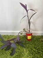 Tradescantia pallida purpurea (Purple Heart), Huis en Inrichting, Ophalen of Verzenden, Overige soorten, Minder dan 100 cm