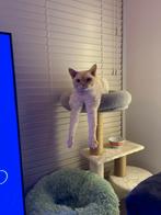 Devon Rex kater, Dieren en Toebehoren, Katten en Kittens | Raskatten | Korthaar, Kater, Met stamboom, 6 jaar of ouder