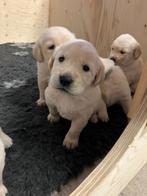Golden Retriever x Labrador pups, Dieren en Toebehoren, Particulier, Meerdere, 8 tot 15 weken, Meerdere dieren