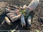 Per direct beschikbaar Bonte Bentheimer biggen, Dieren en Toebehoren, Schapen, Geiten en Varkens, Meerdere dieren, Varken, 0 tot 2 jaar