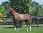 7 jarige merrie drachtig v Powerbank, Dieren en Toebehoren, Paarden, Merrie, Gechipt, Dressuurpaard, 170 tot 175 cm