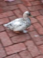 Zilver kwakers  hogere prijs klasse, Dieren en Toebehoren, Vogels | Duiven, Meerdere dieren