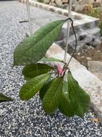 Hoya pakket, Verzenden, Halfschaduw, Minder dan 100 cm