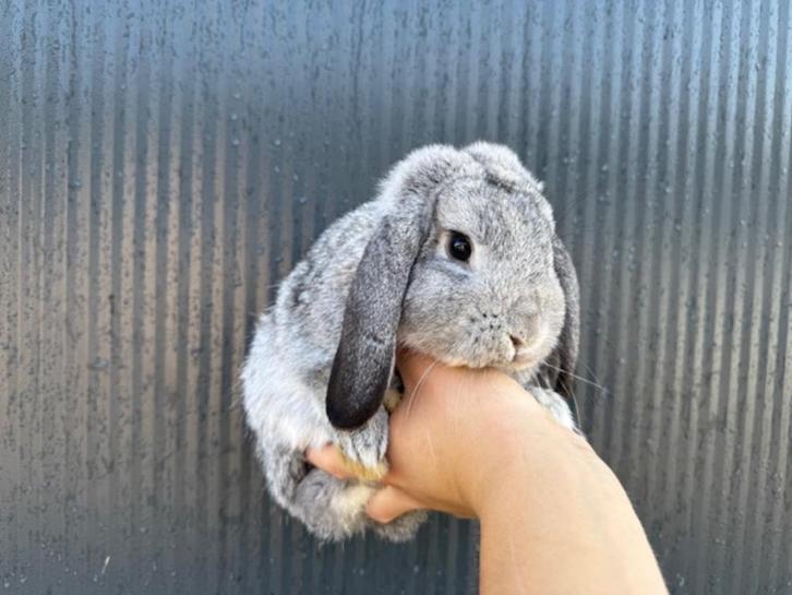 Lieve gecastreerdre Minilop/Hangoordwerg rammen, Dieren en Toebehoren, Konijnen, Dwerg, Meerdere dieren, 0 tot 2 jaar