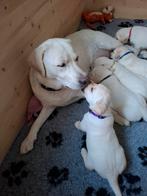 Blonde Labrador puppy's, 8 tot 15 weken, Labrador retriever, Meerdere, Meerdere dieren