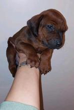 Rhodesian Ridgeback pups teefjes en reutjes rasechte, Dieren en Toebehoren, CDV (hondenziekte), Overige rassen, 8 tot 15 weken