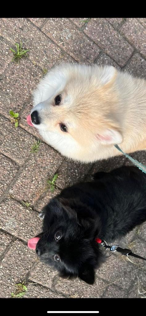 Pomeriaan honden, Dieren en Toebehoren, Honden | Poolhonden, Keeshonden en Oertypen, Overige rassen, Particulier, Meerdere, Nederland
