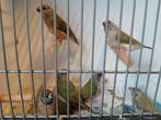 Gouldamandines, Dieren en Toebehoren, Vogels | Overige Vogels, Meerdere dieren