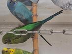 Te koop koppel bfbw groen split voor blauw, Meerdere dieren, Parkiet