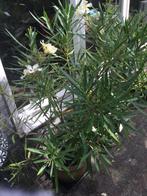 Oleander, Ophalen of Verzenden, Zomer, Overige soorten, Volle zon