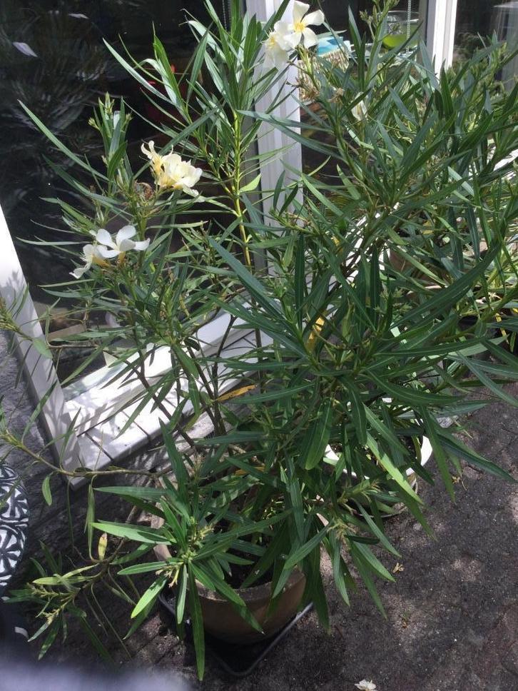 Oleander, Tuin en Terras, Planten | Tuinplanten, Overige soorten, Volle zon, Zomer, Ophalen of Verzenden