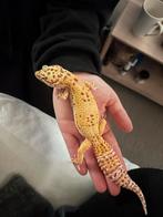 Luipaardgekko met terrarium, Dieren en Toebehoren, Reptielen en Amfibieën, Overige soorten, Met terrarium, 3 tot 6 jaar